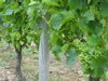 6.-June-growth-of-vines