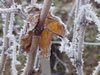 3.-Frost-up-close