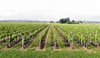 May-18th-rows
