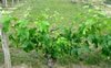 May-25-one-vine